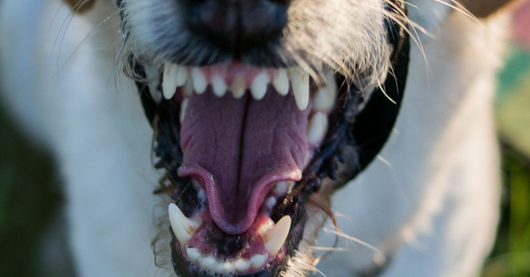 Der Hund war von einem anderen Vierbeiner attackiert worden, teilte die Polizei mit. Symbolfoto: Pixabay