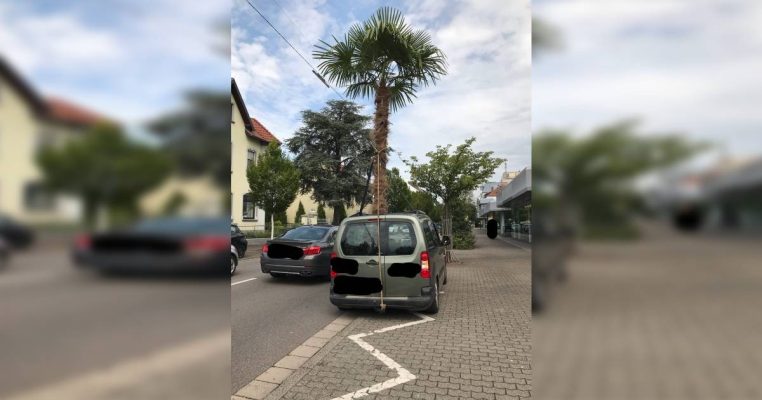 Kurioser Vorfall in Saarlouis: Ein 55-jähriger Mann wollte eine große Palme mit seinem Fahrzeug transportieren. Foto: Polizei