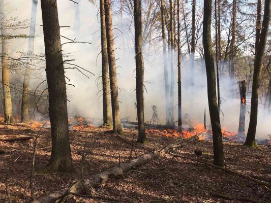 Die Gefahr von Waldbränden nimmt in den kommenden Tagen im Saarland zu. Symbolfoto: Dirk Schäfer/Feuerwehr