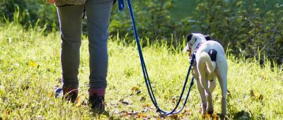 Hundehalter sollen verpflichtet werden, mindestens zweimal täglich mit ihrem Tier Gassi zu gehen. Foto: Pixabay