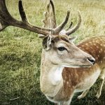 Im Wildpark Differten wurde in der Nacht von Freitag auf Samstag (29. August 2020) ein Hirsch gestohlen. Symbolfoto: Pixabay