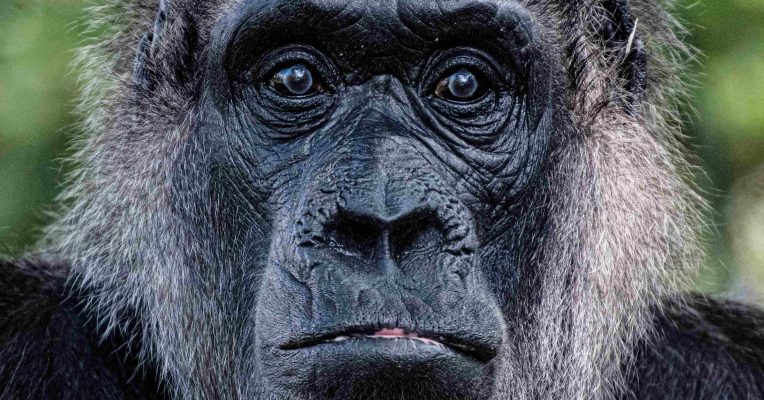 Im Saarbrücker Zoo leben vier Gorillas. Symbolfoto: dpa-Bildfunk