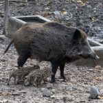 Hier zu sehen: der Wildschwein-Nachwuchs im Saarbrücker Wildpark. Foto: Ralf Blechschmidt/LHS