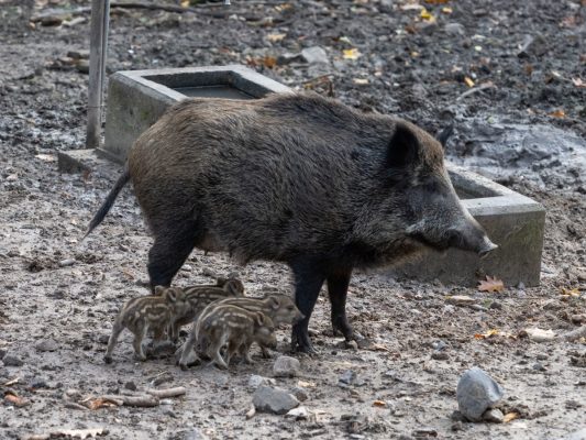 Hier zu sehen: der Wildschwein-Nachwuchs im Saarbrücker Wildpark. Foto: Ralf Blechschmidt/LHS