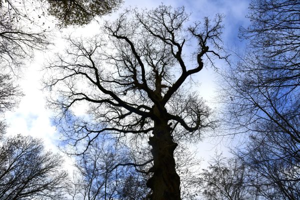 Der Wald im Saarland zeigt wegen Trockenheit und Hitze in den vergangenen Jahren deutliche Schäden auf. Symbolfoto: BeckerBredel