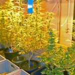 In der Wohnung des Mannes stellte die Polizei eine Indoor-Plantage für Cannabis fest. Symbolfoto: Presseportal/Polizei