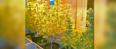 In der Wohnung des Mannes stellte die Polizei eine Indoor-Plantage für Cannabis fest. Symbolfoto: Presseportal/Polizei
