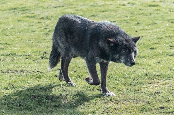 Der kanadische Wolf "Guido", der im Wolfspark Merzig lebte, ist gestorben. Symbolfoto: Pixabay