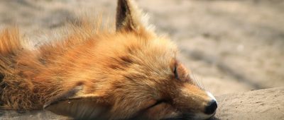 Die Polizei erlöste den Fuchs von seinem Leiden. Symbolfoto: Pixabay