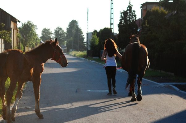Ein Autofahrer hat in Heusweiler drei Reiterinnen bedrängt, die ihre Pferde zu Fuß auf der Fahrbahn geführt hatten. Symbolfoto: Pixabay