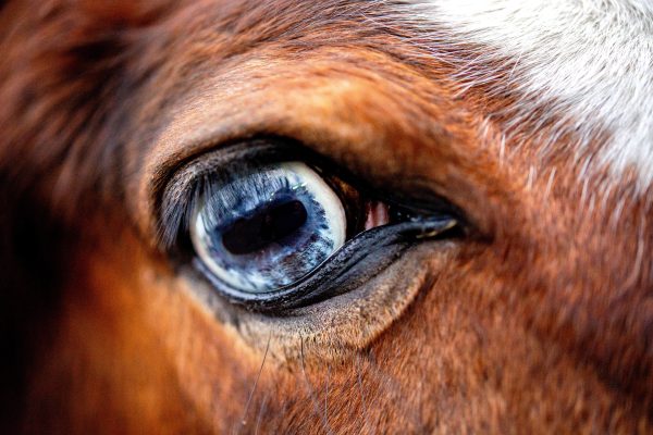In der Nähe der Liberty-Ranch in Saarlouis-Roden wurde ein Pferd von einem Pitbull angegriffen und schwer verletzt.  Symbolfoto: Hauke-Christian Dittrich/dpa-Bildfunk