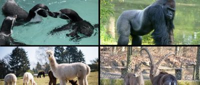 Diese 15 Wildparks und Zoos im Saarland sind tolle Ausflugsziele