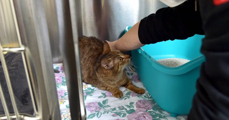 Etwa 50 verwahrloste  Katzen wurden aus dem Haus in St. Arnual gerettet. "Fressnapf" sammelt Spenden für die Tiere. Foto: BeckerBredel