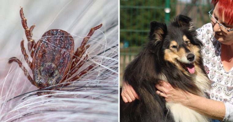 Durch den Biss einer Auwaldzecke infizierte sich Collie-Dame Laika mit der gefährlichen Hundekrankheit Babesiose. Fotos: Tim Brakemeier & Katja Sponholz/dpa-Bildfunk