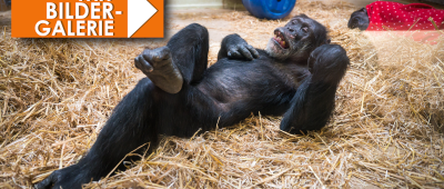 Jonny gehört wohl zu den ältesten Schimpansen überhaupt. Foto: Oliver Dietze/dpa-Bildfunk