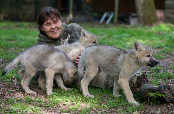 Im Bild: Tatjana Schneider kuschelt mit drei Wolfswelpen. Der Wolfspark Merzig hat mit drei Welpen den ersten Nachwuchs seit fast zehn Jahren. Foto: dpa-Bildfunk/Oliver Dietze